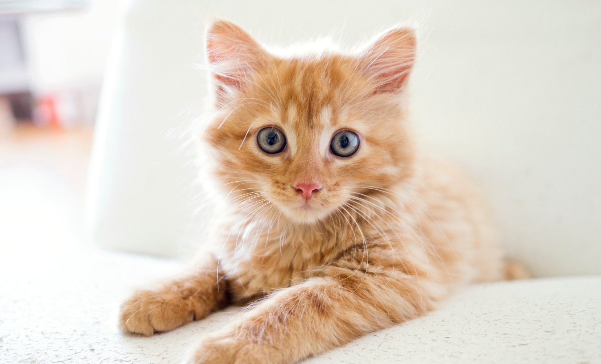 Wat Mag Je Kat Absoluut Niet Eten? Ontdek Het Hier!